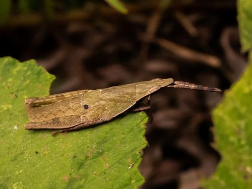 Atractomorpha sp.